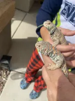 Pair Ornate Uromastyx for sale Pair Ornate Uromastyx for sale