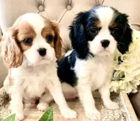 KC King Charles Cavalier Welpen